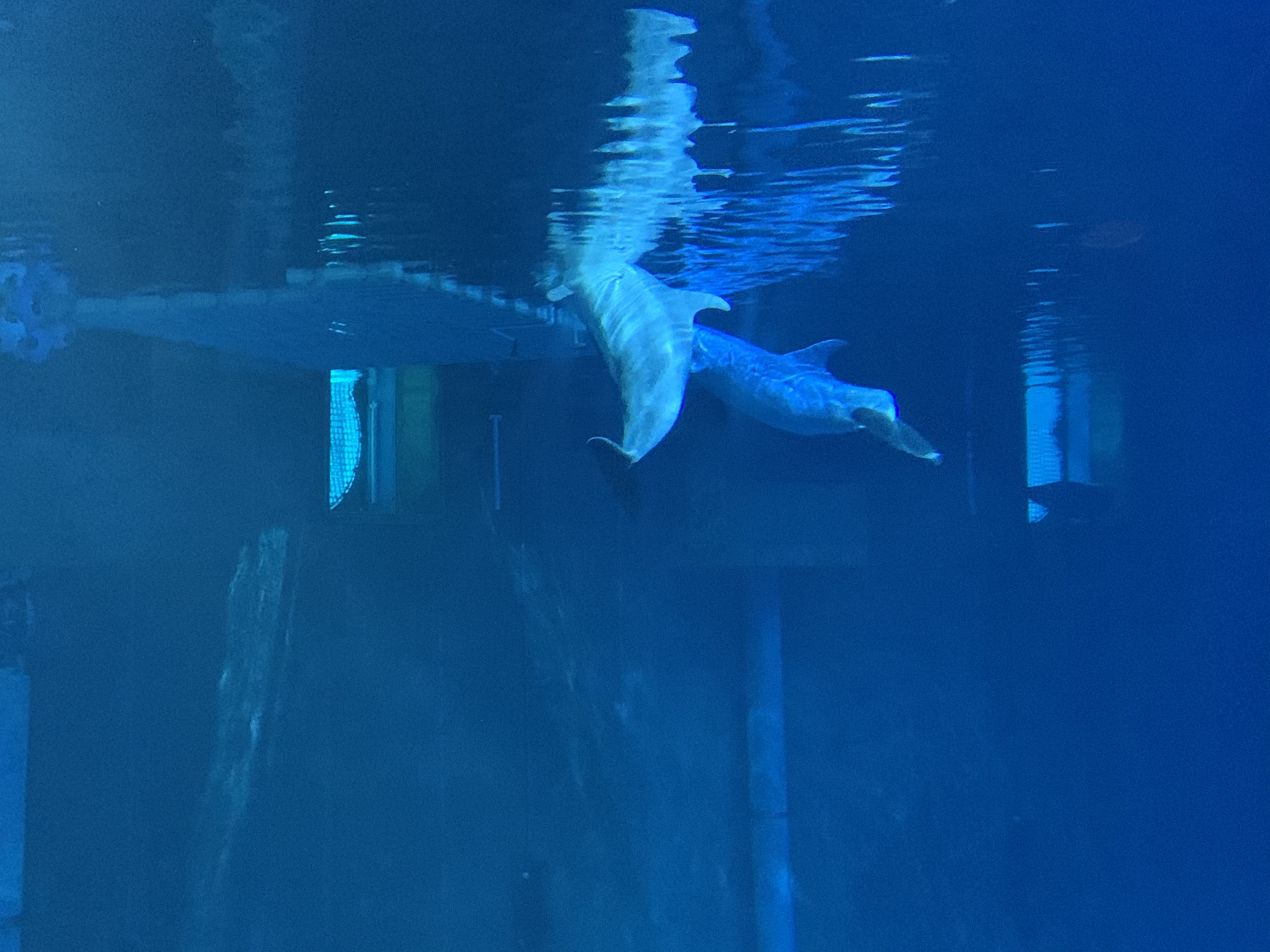 The Seas dolphins 12/2 1