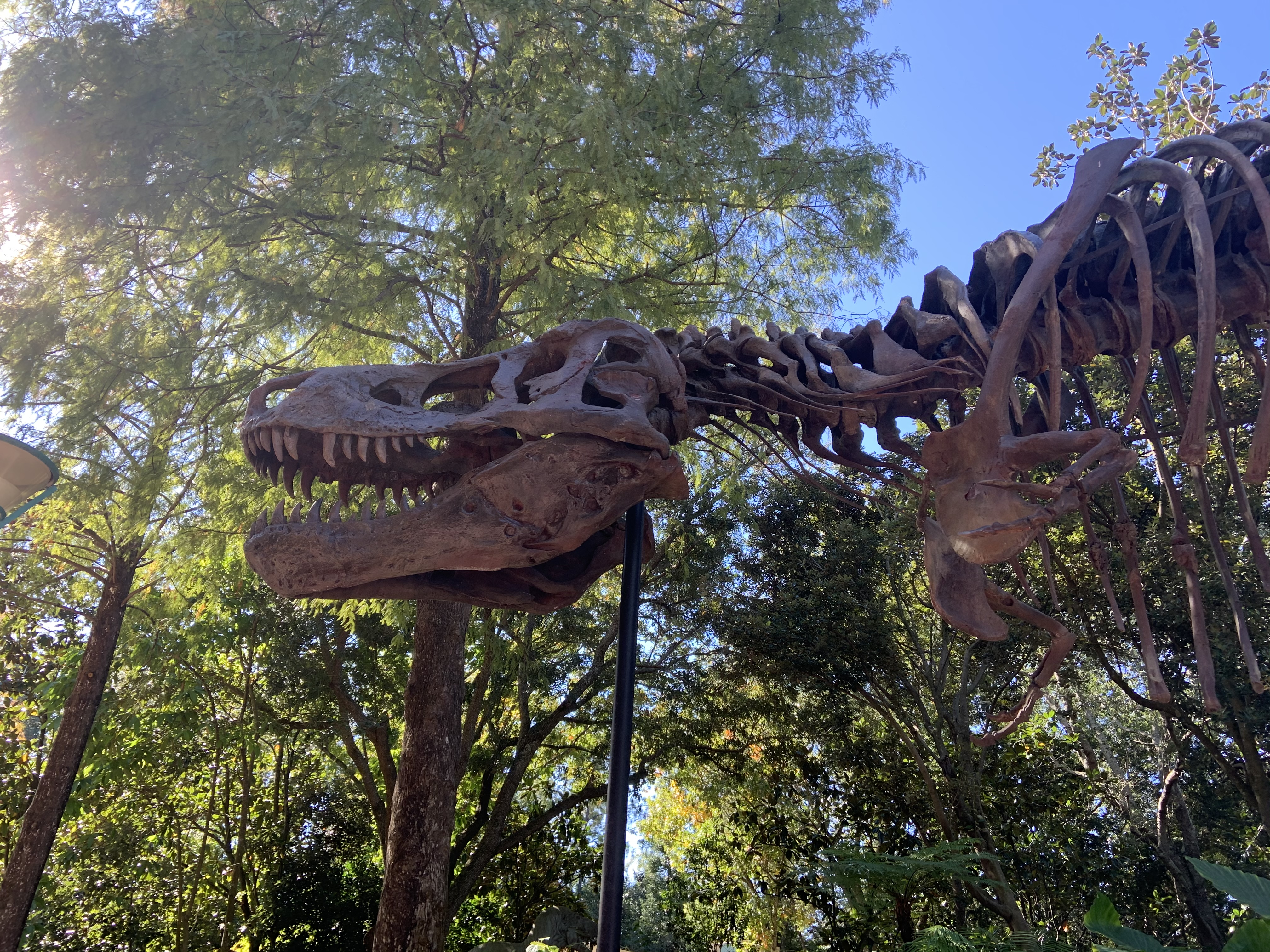 Dino in Dinoland 12/7/19