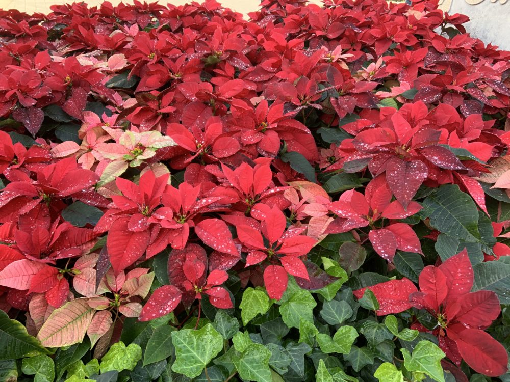 Poinsettia 12/29/19 1