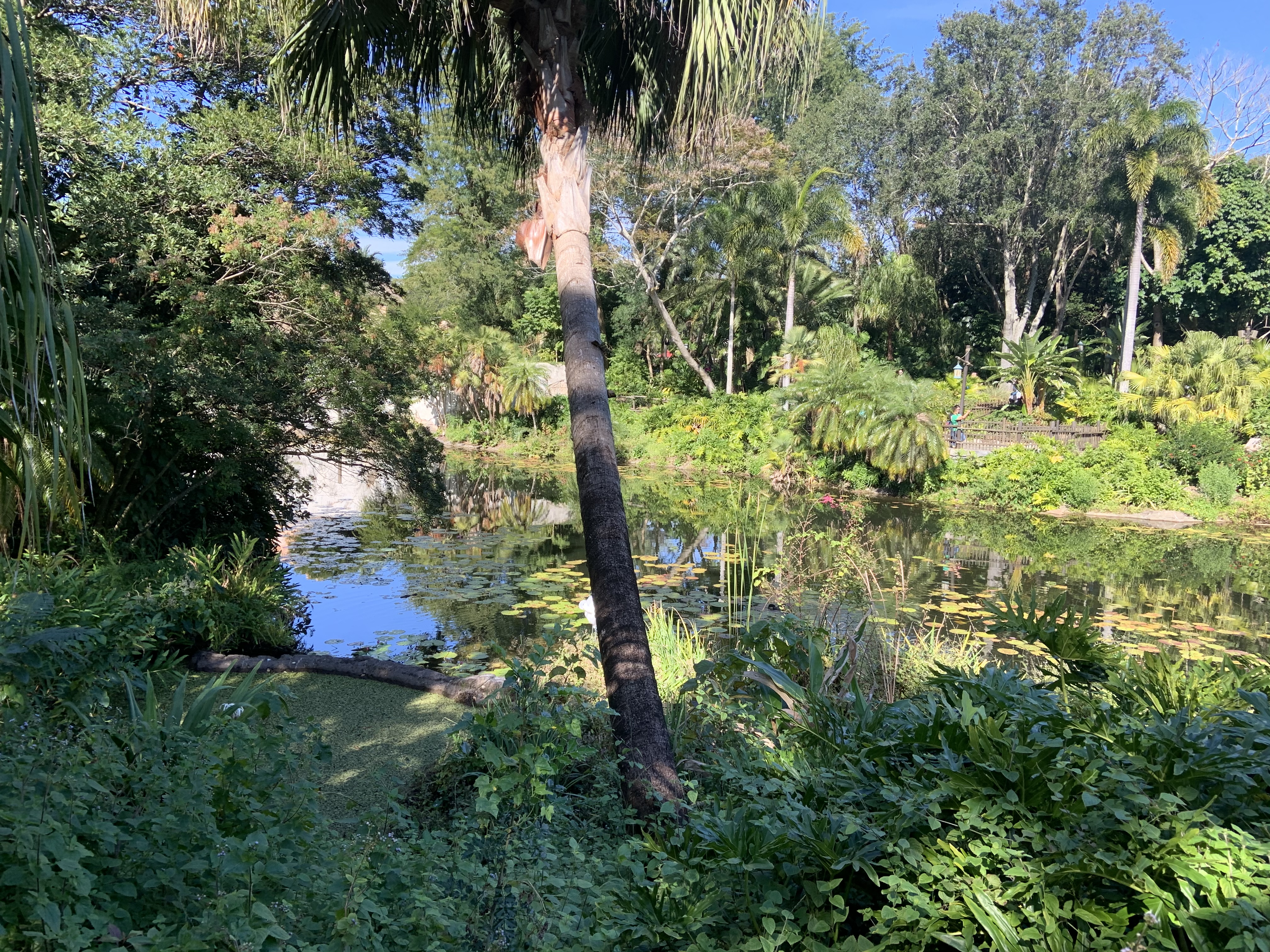 Discovery Island Trails 12/7/19