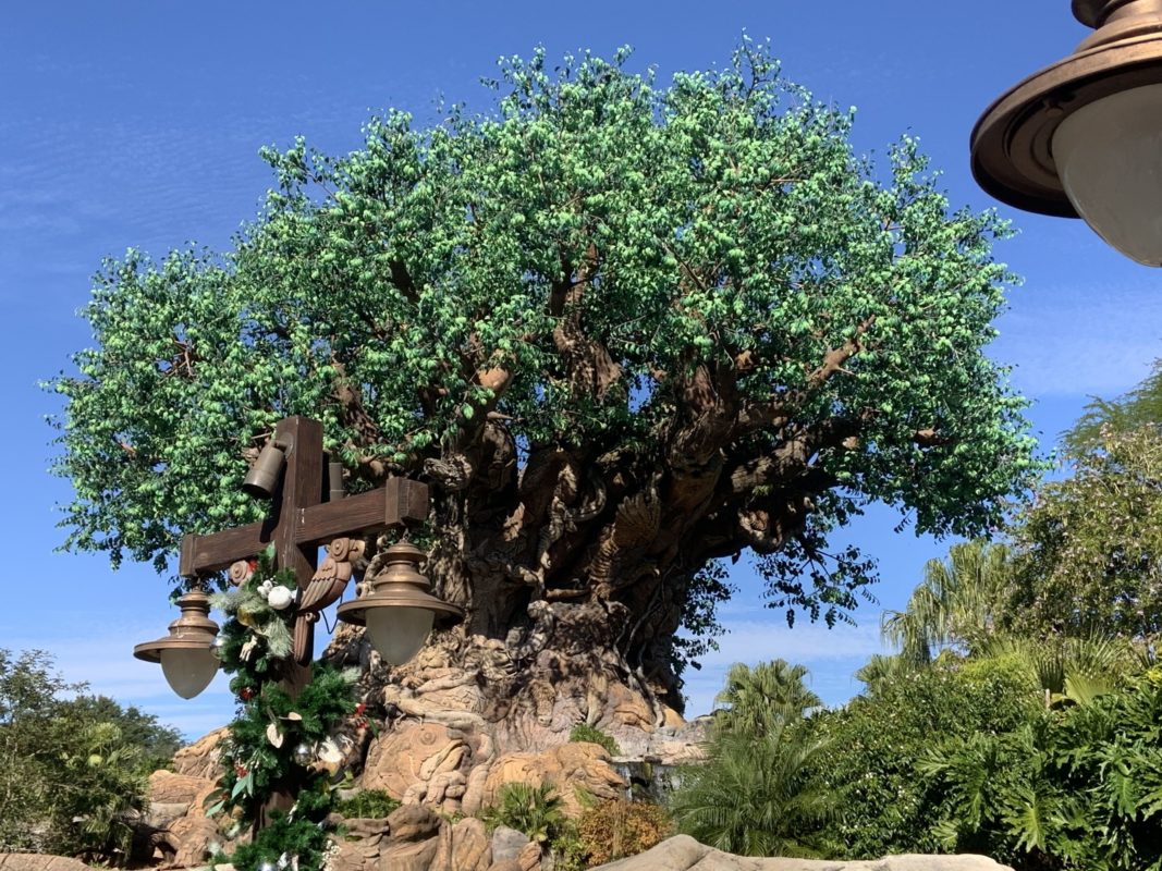 Tree of Life 12/7/19