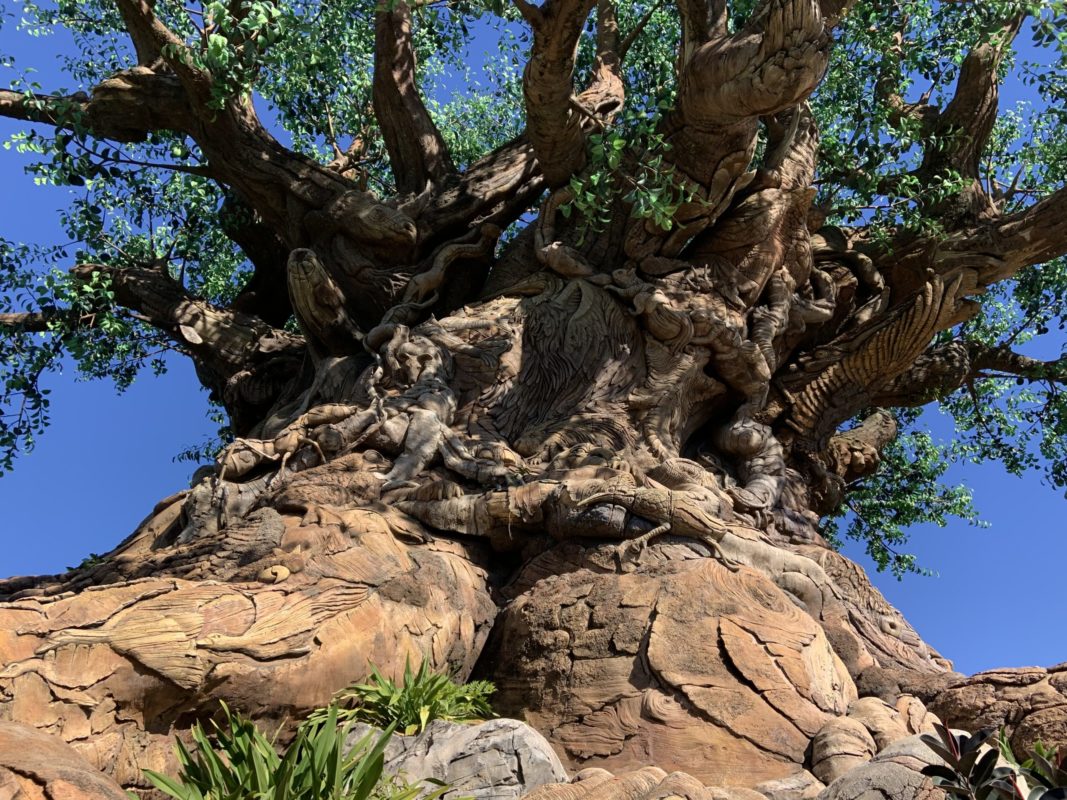 Tree of Life 1/20/20