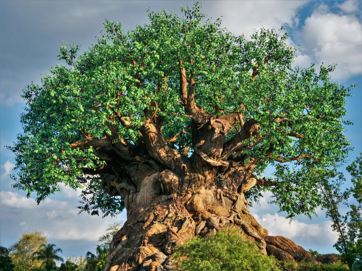 tree of life animal kingdom featured