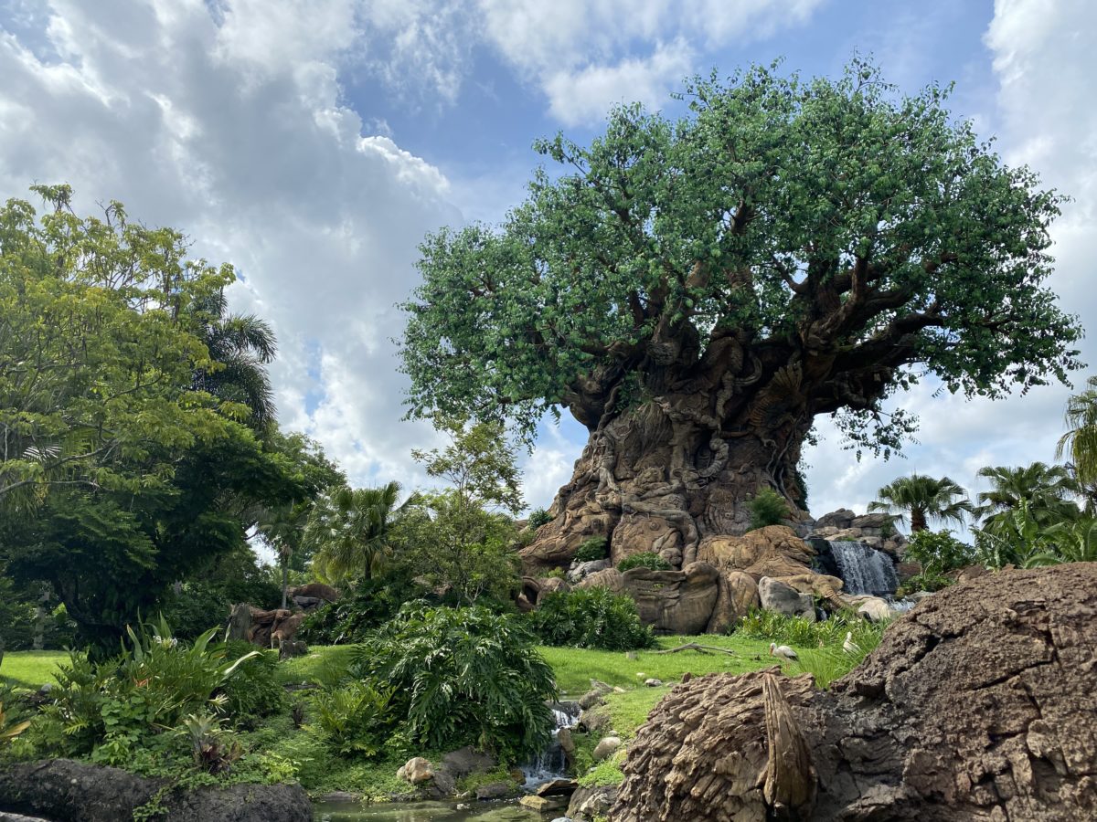 tree of life animal kingdom featured