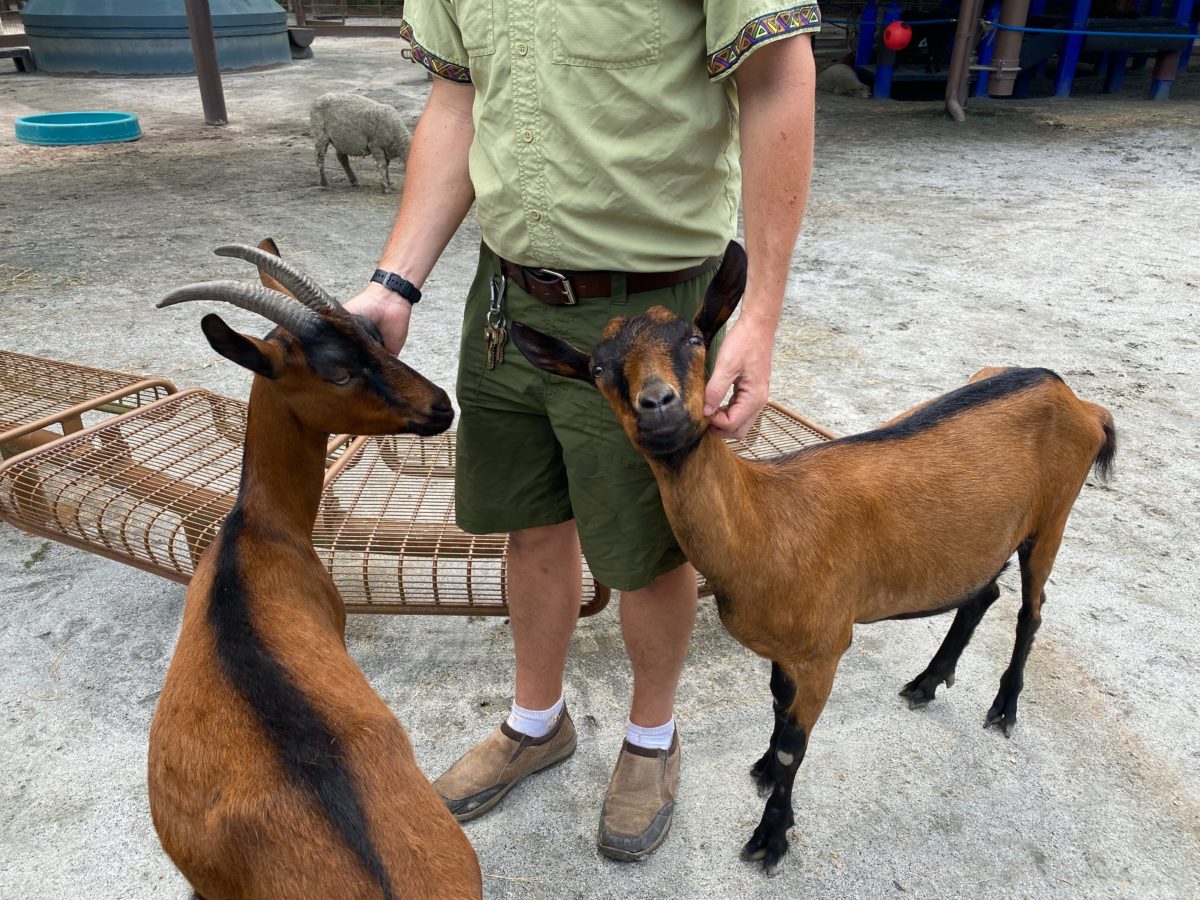 affection section goats with cast member