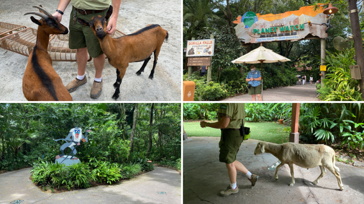 rafiki's planet watch