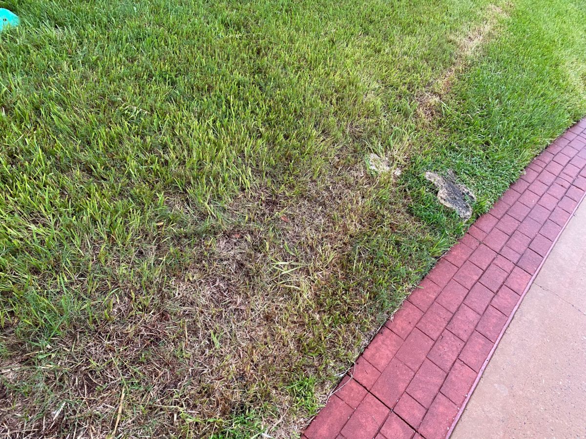 grand-floridian-reopening-18-5093540