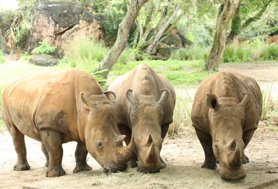 rhinos-lola-jao-kiama1-the-walt-disney-company-6675916