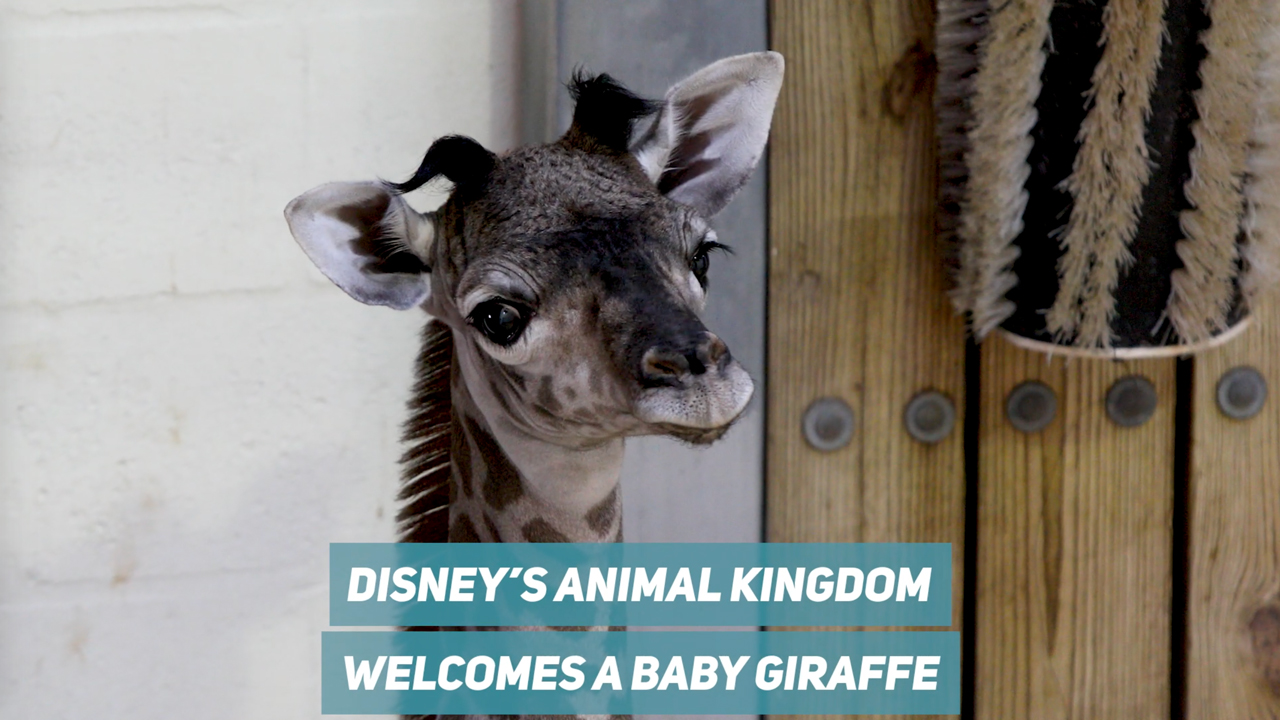 animal-kingdom-baby-giraffe-september-2020