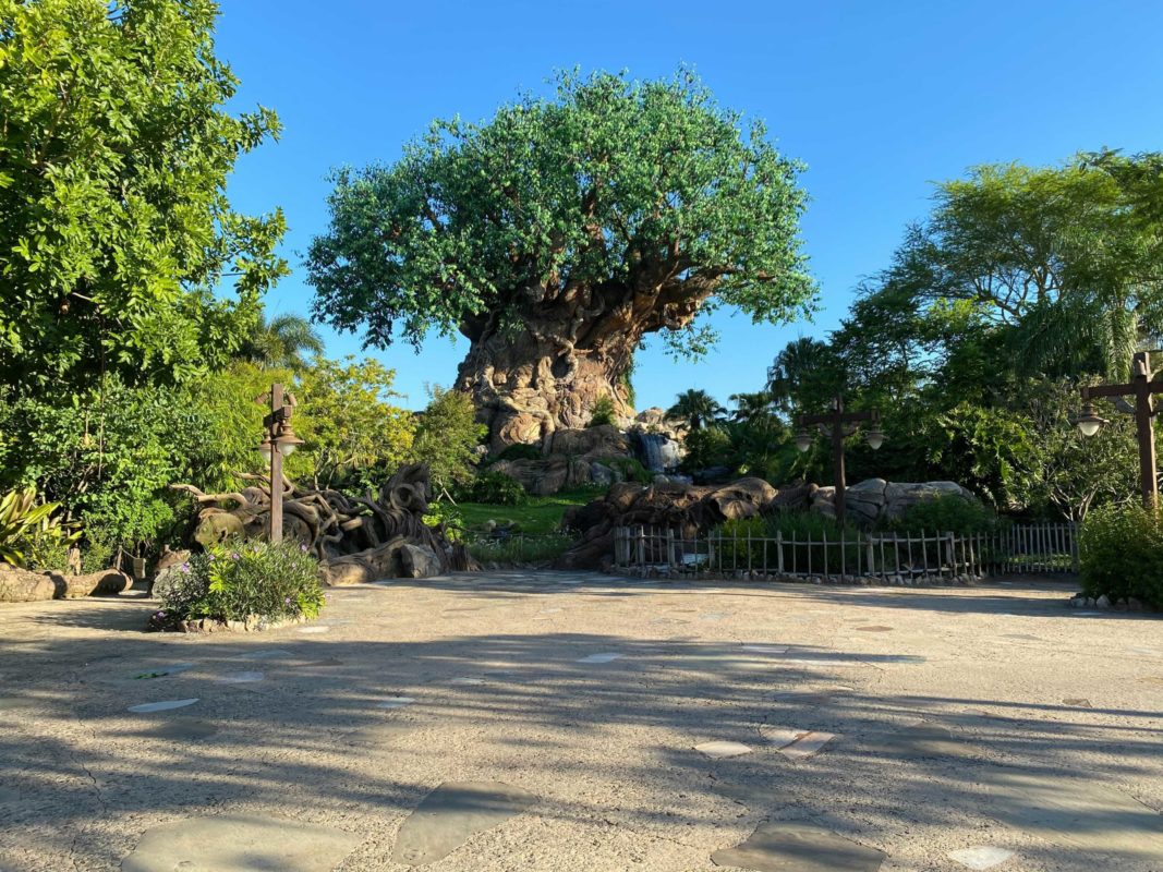 animal-kingdom-tree-of-life
