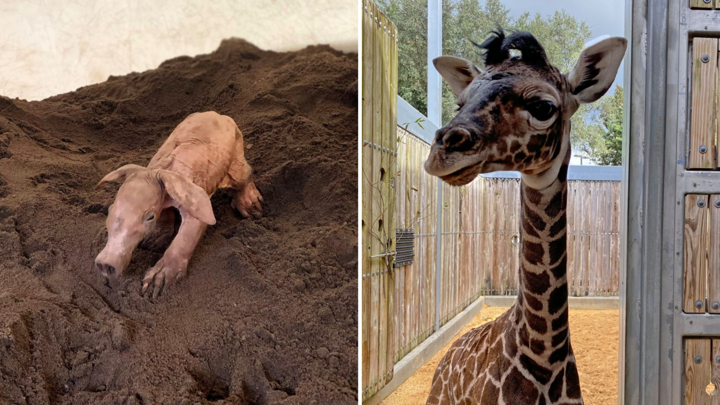 baby-aardvark-and-giraffe