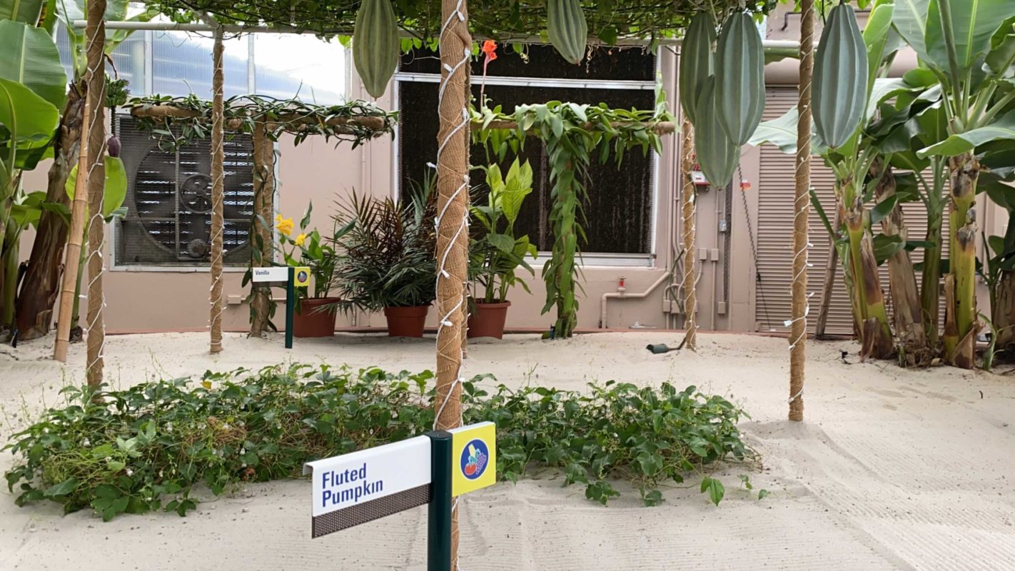 EPCOT Living With the Land Christmas lights