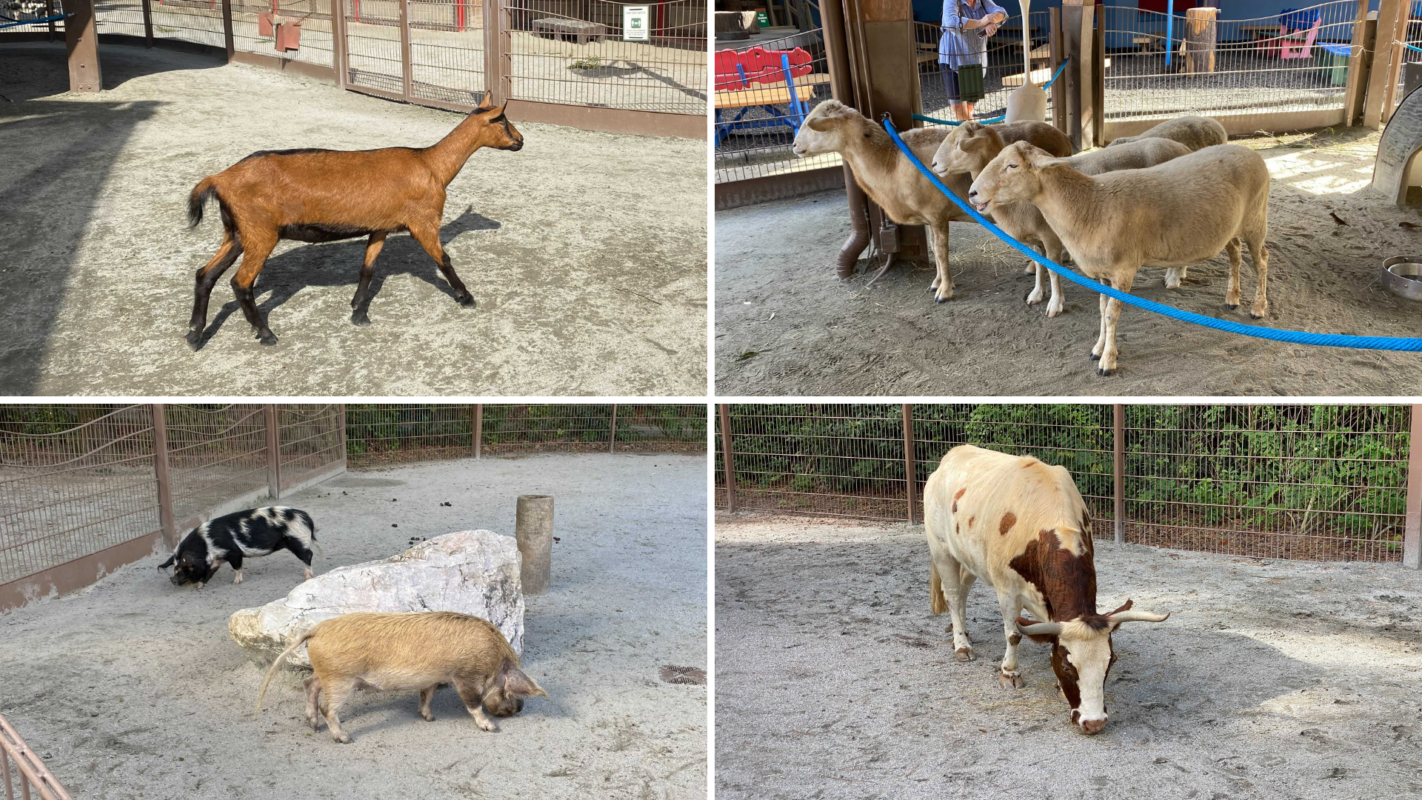 affection-section-animal-collage