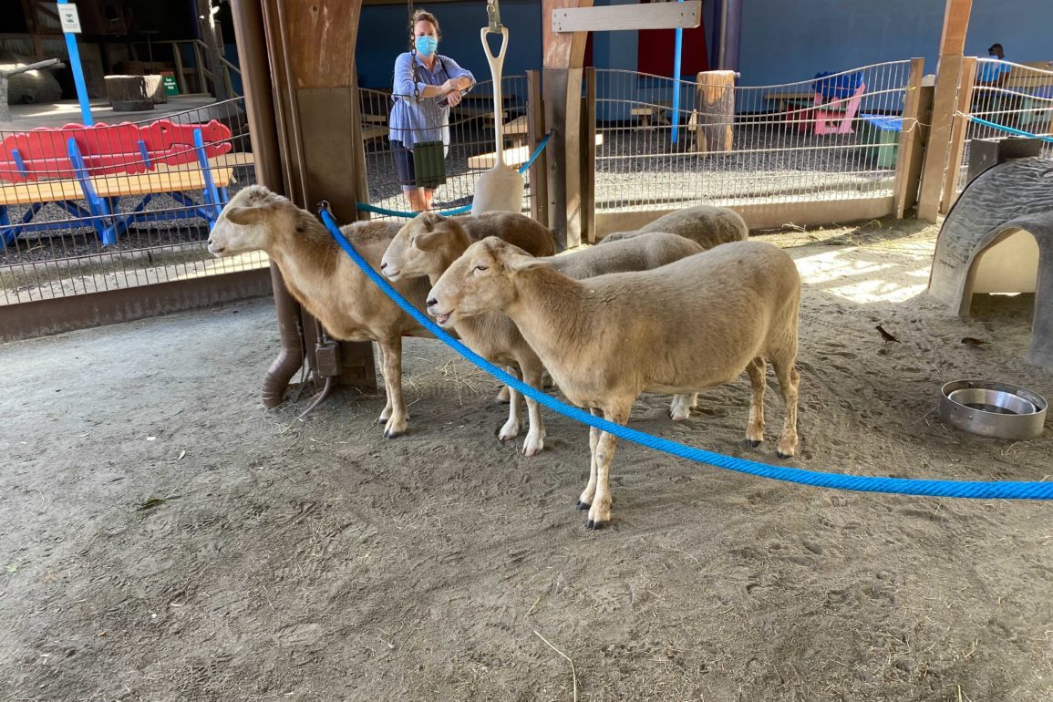 affection-section-reopens-7