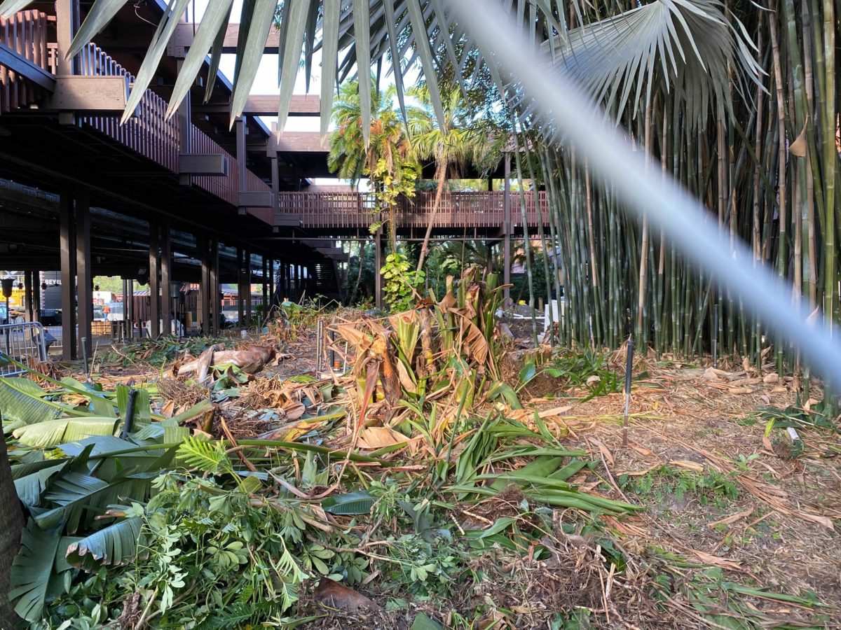 polynesian-11-17-19