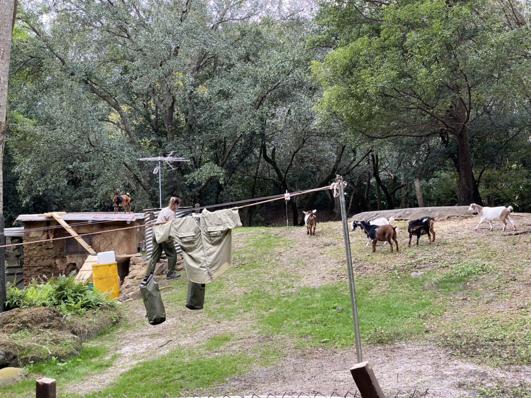 kilimanjaro-safaris-goats-1