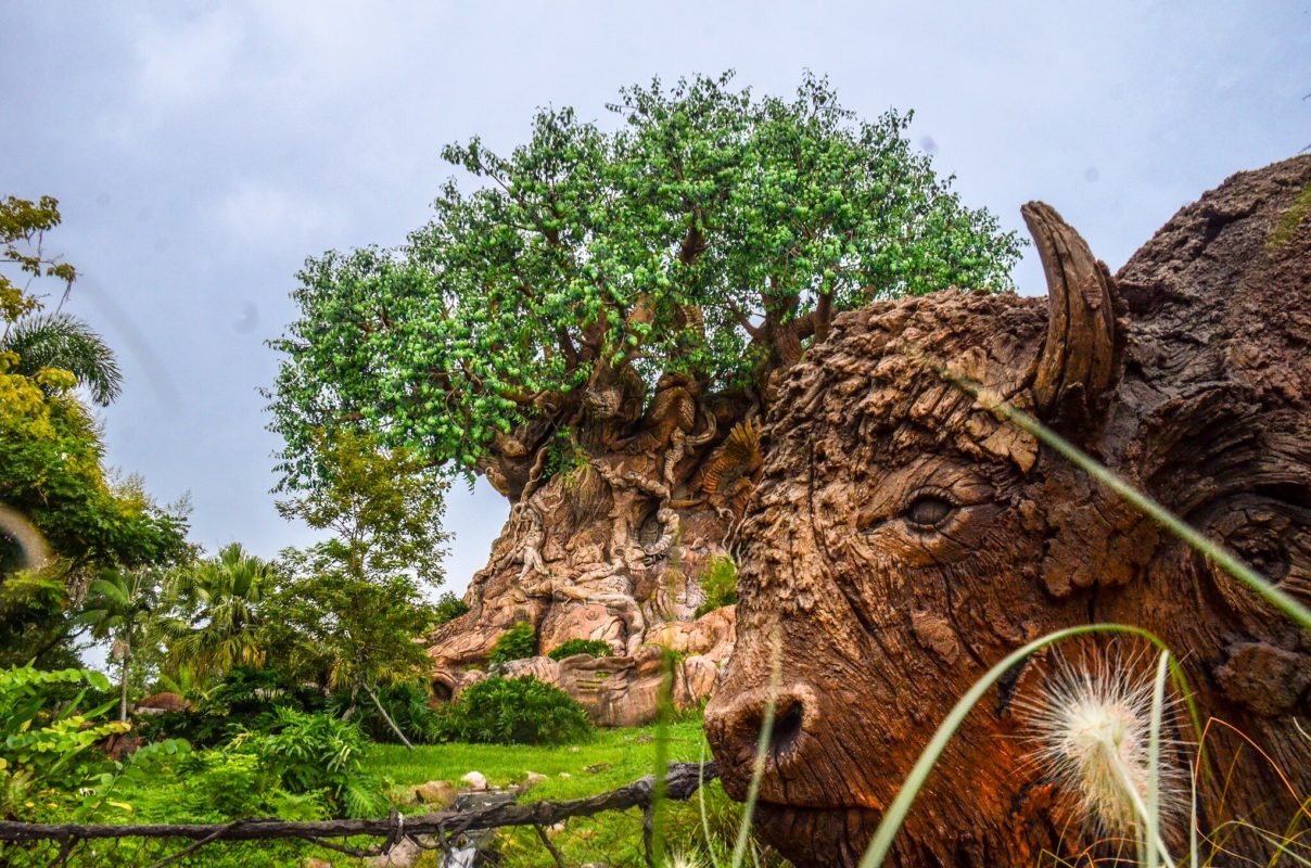 Animal Kingdom Tree of Life Feature