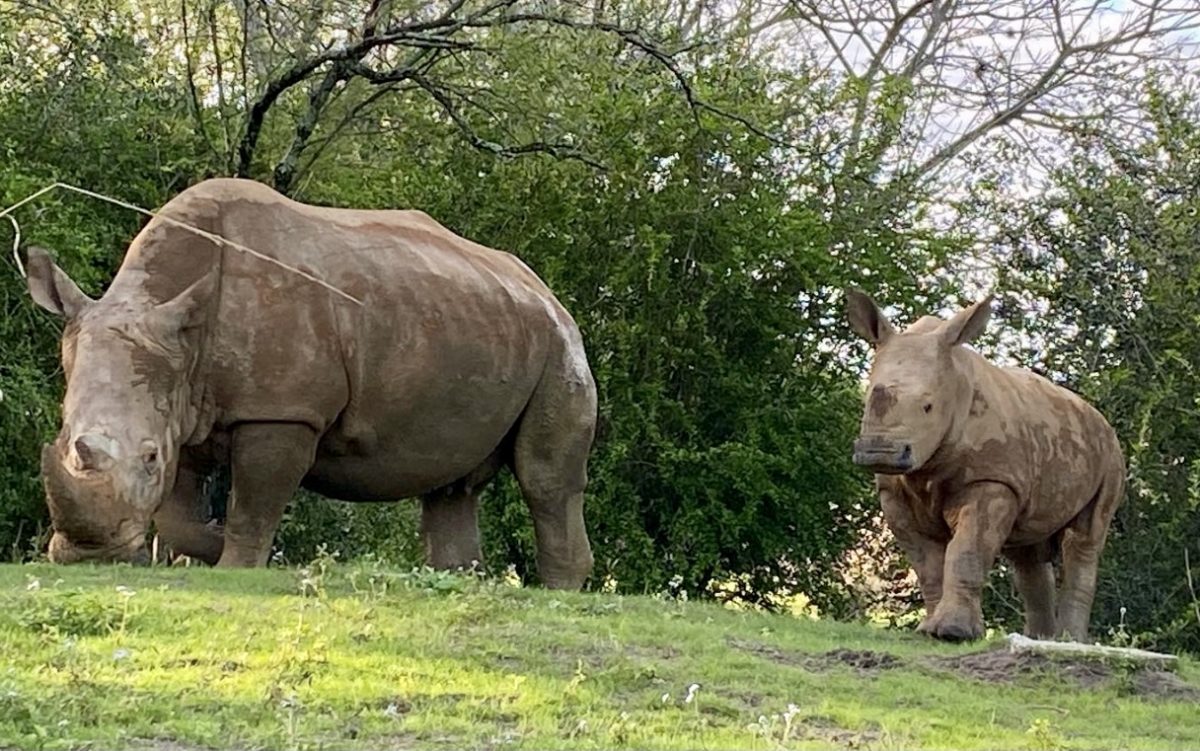 ranger rhino animal kingdom kilimanjaro safari