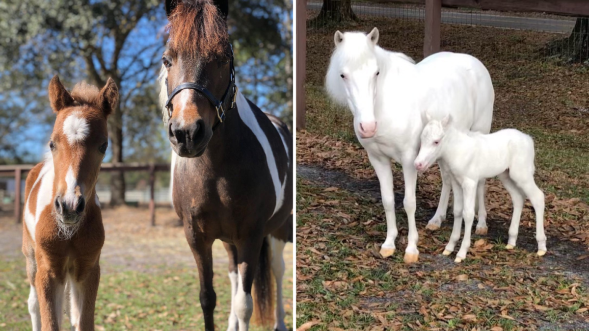 tri-circle-horses