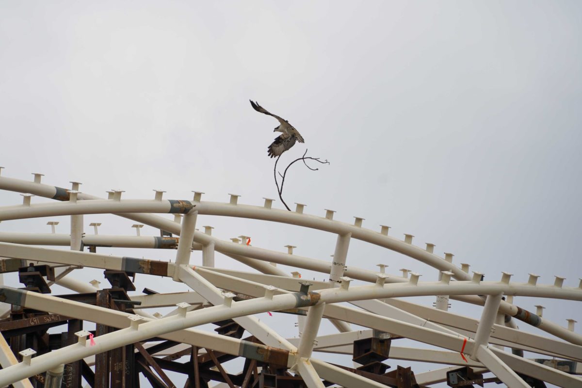 osprey tron lightcycle run magic kingdom