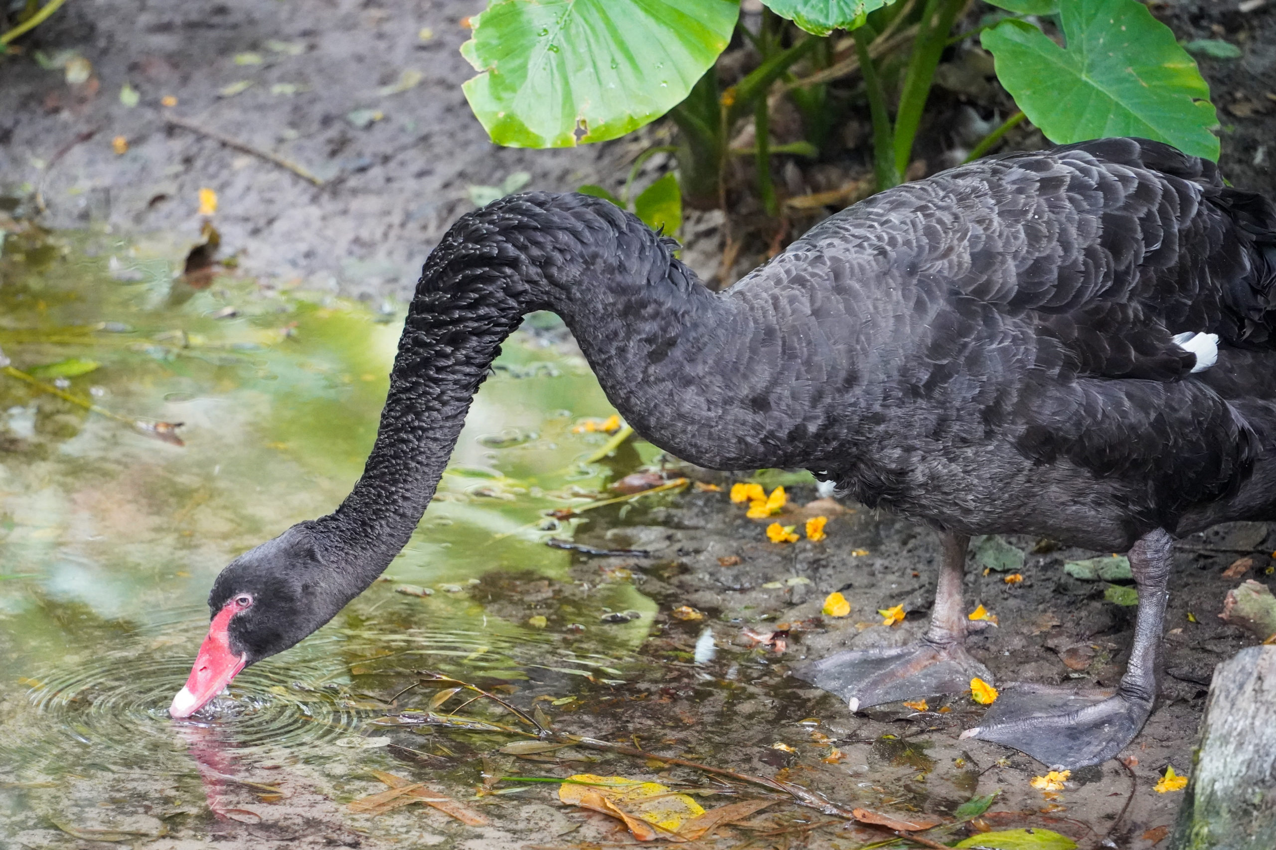rebecca-black-swan-4-18-21-6310992