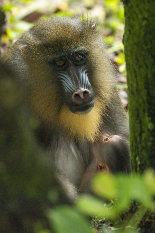 baby-mandrill-born-at-disneys-animal-kingdom-theme-park