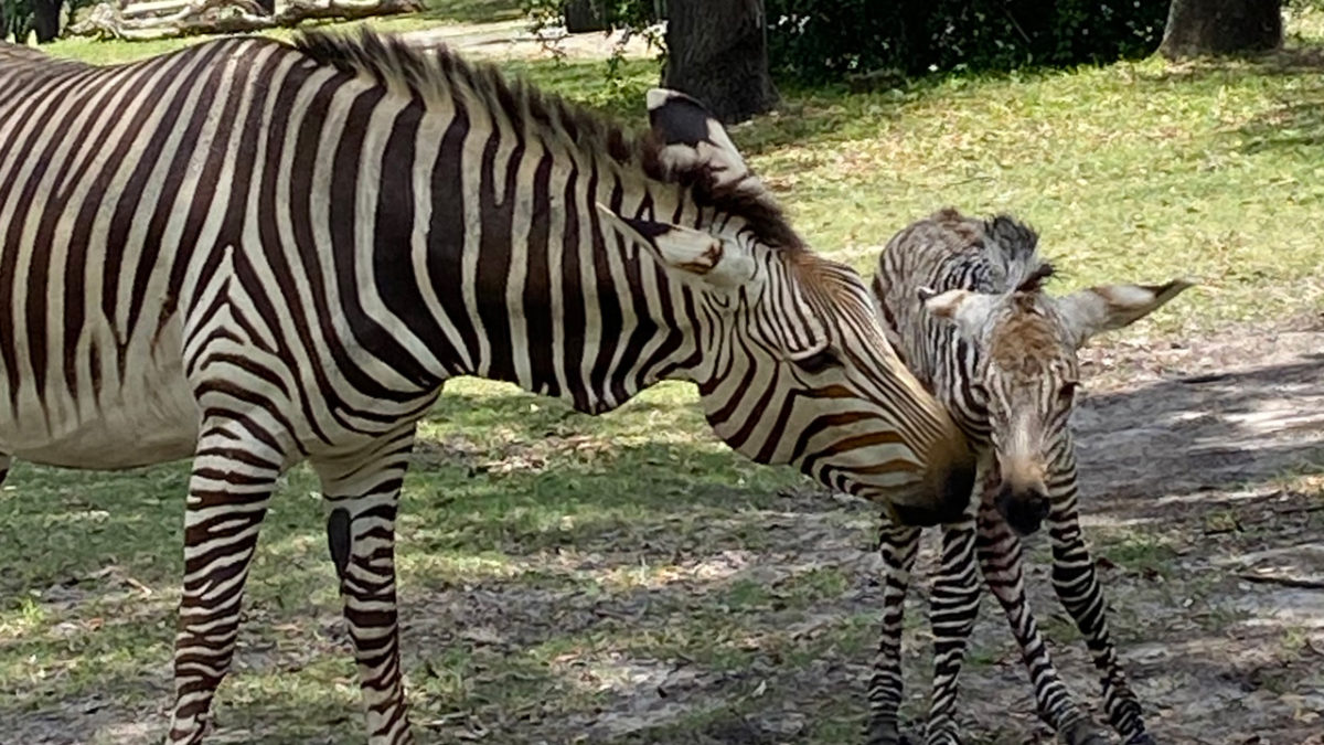 hartmanns-mountain-zebra-foal-1