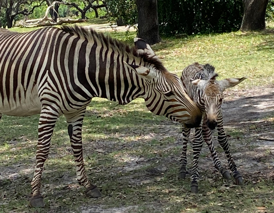 hartmanns-mountain-zebra-foal-3