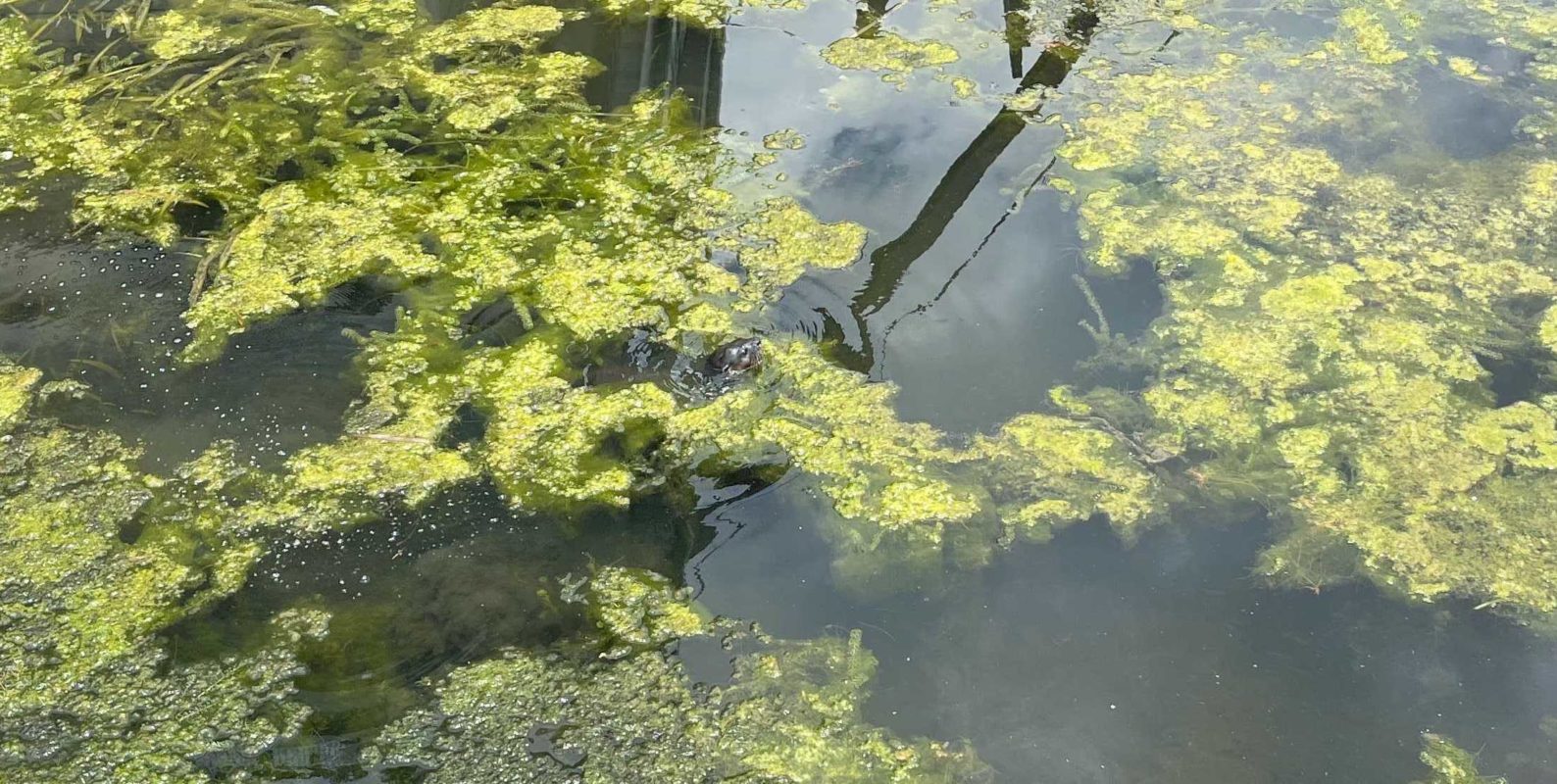 disney-springs-otter-7451714