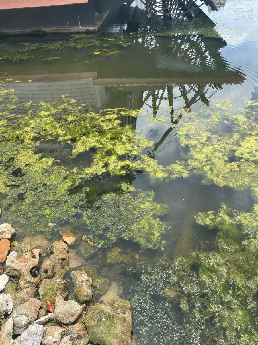 disney-springs-otter