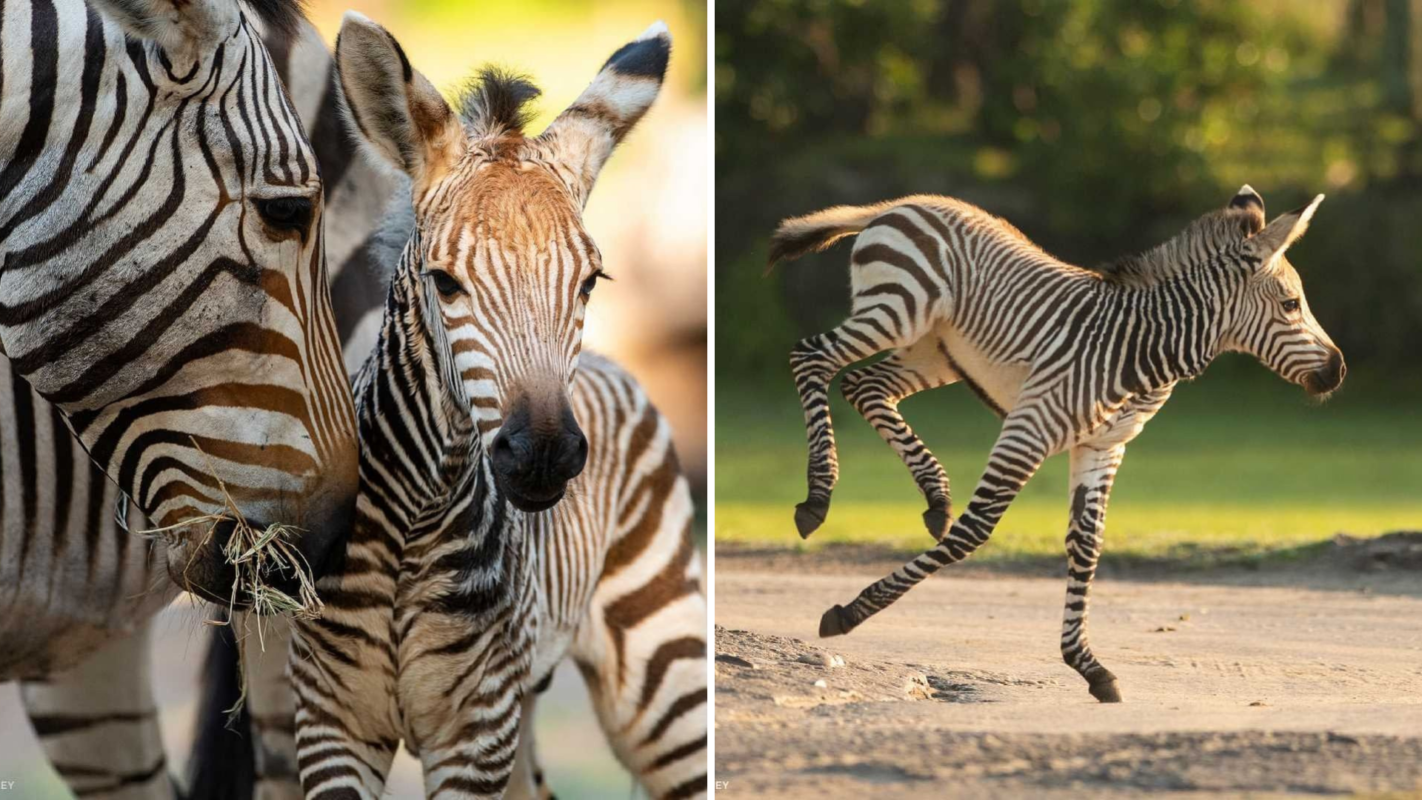 animal-kingdom-baby-zebra-1406029