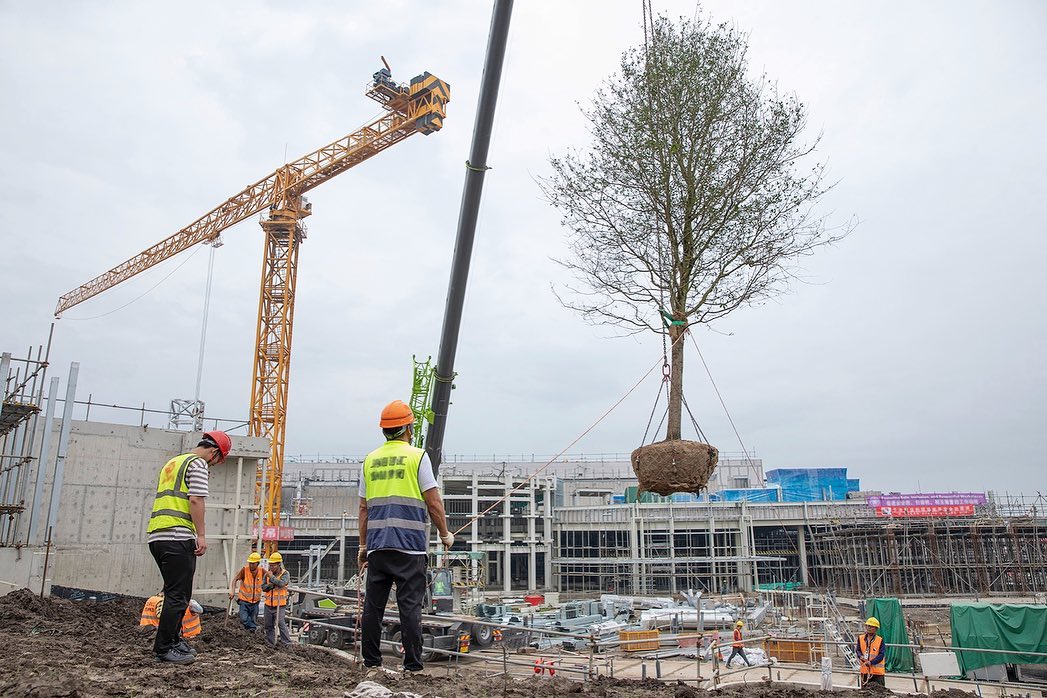 first-tree-planted-zootopia-shanghai