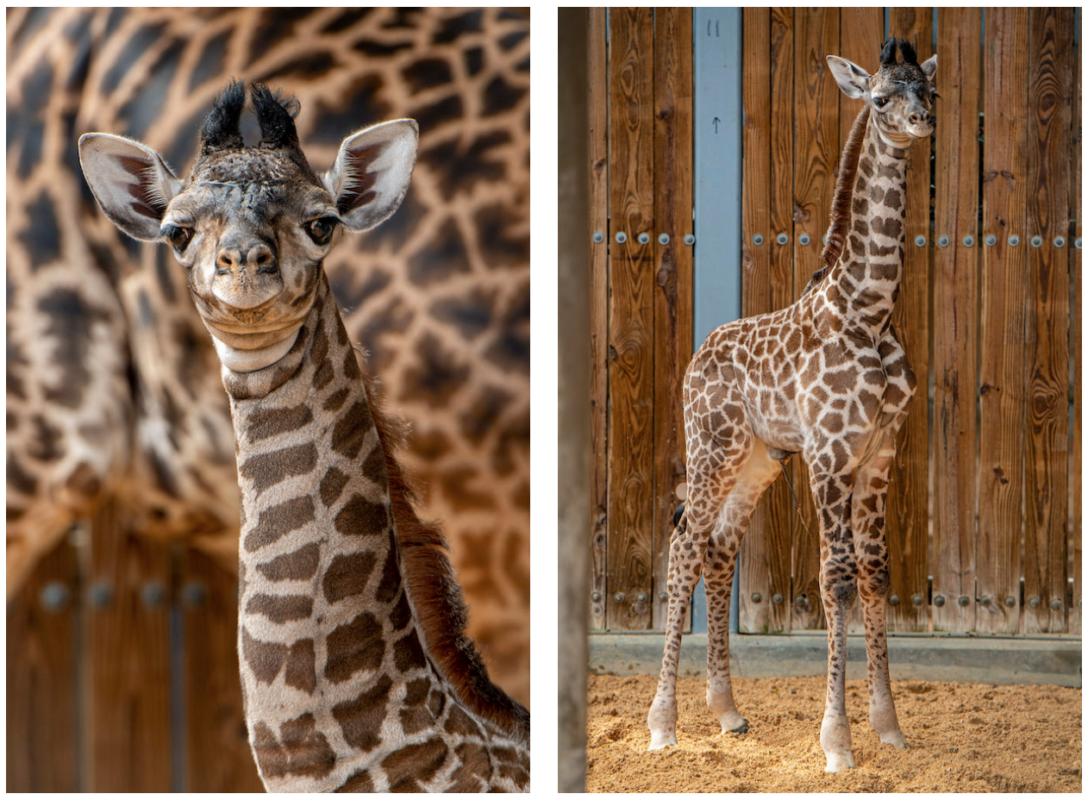 giraffe-calf-4