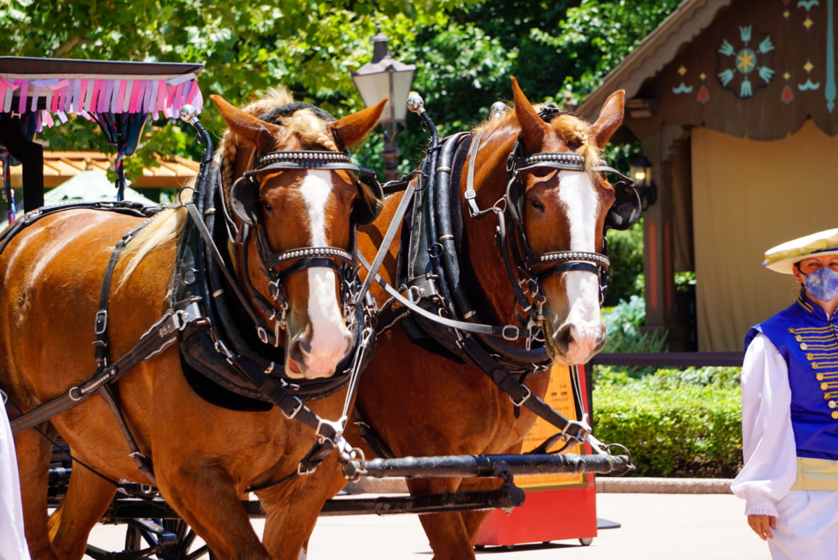 horsies-06-09-21-2362742