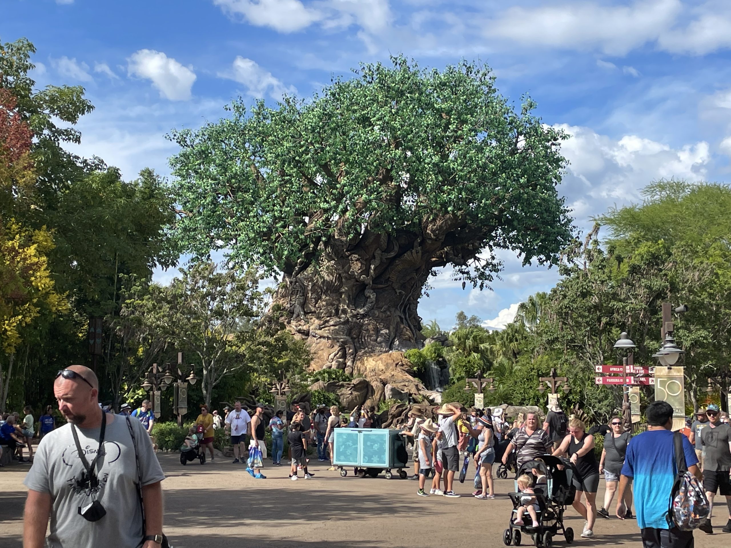 tree-of-life-dak