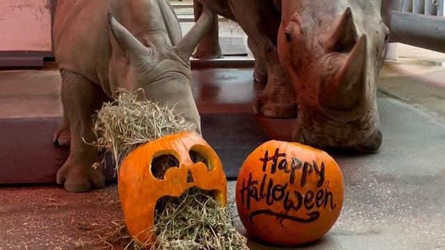 wdw-animals-halloween-enrichment-2