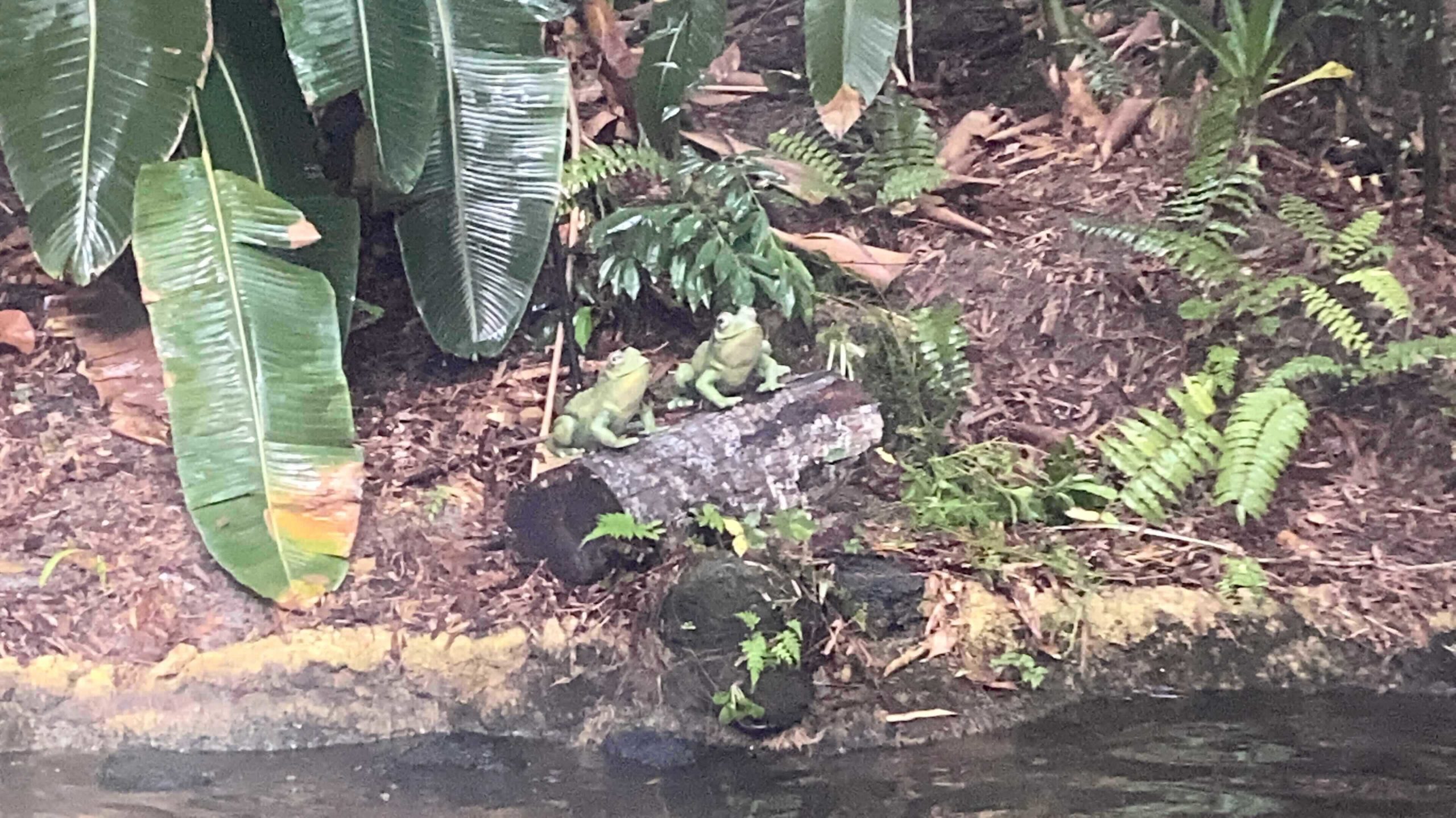 jungle-cruise-frogs-3-4450726