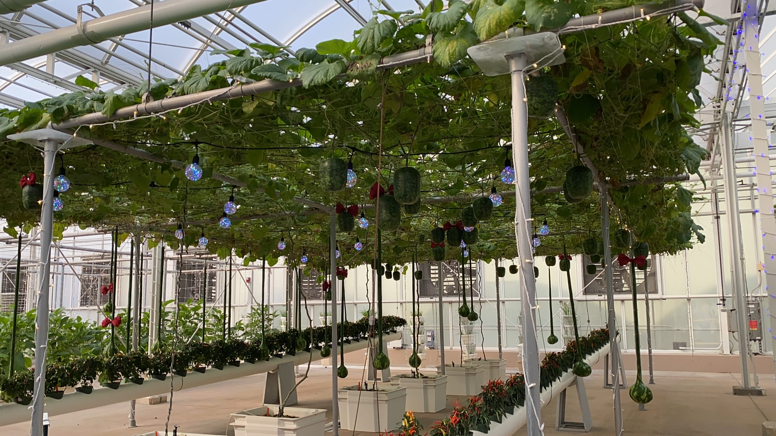 epcot-photo-report-12921-11