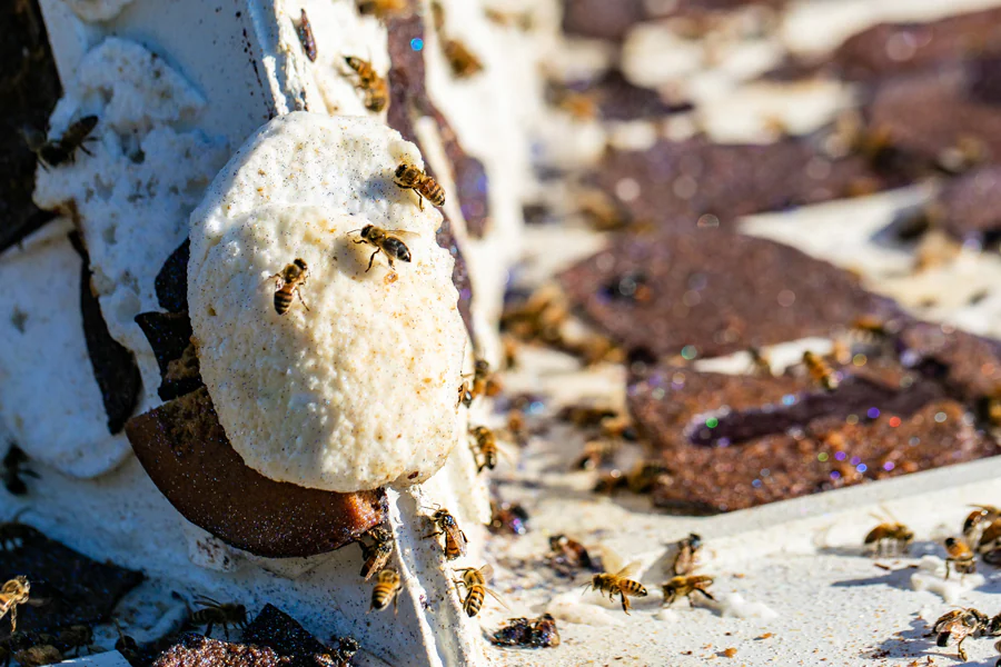 gingerbread-bees-1-1192532