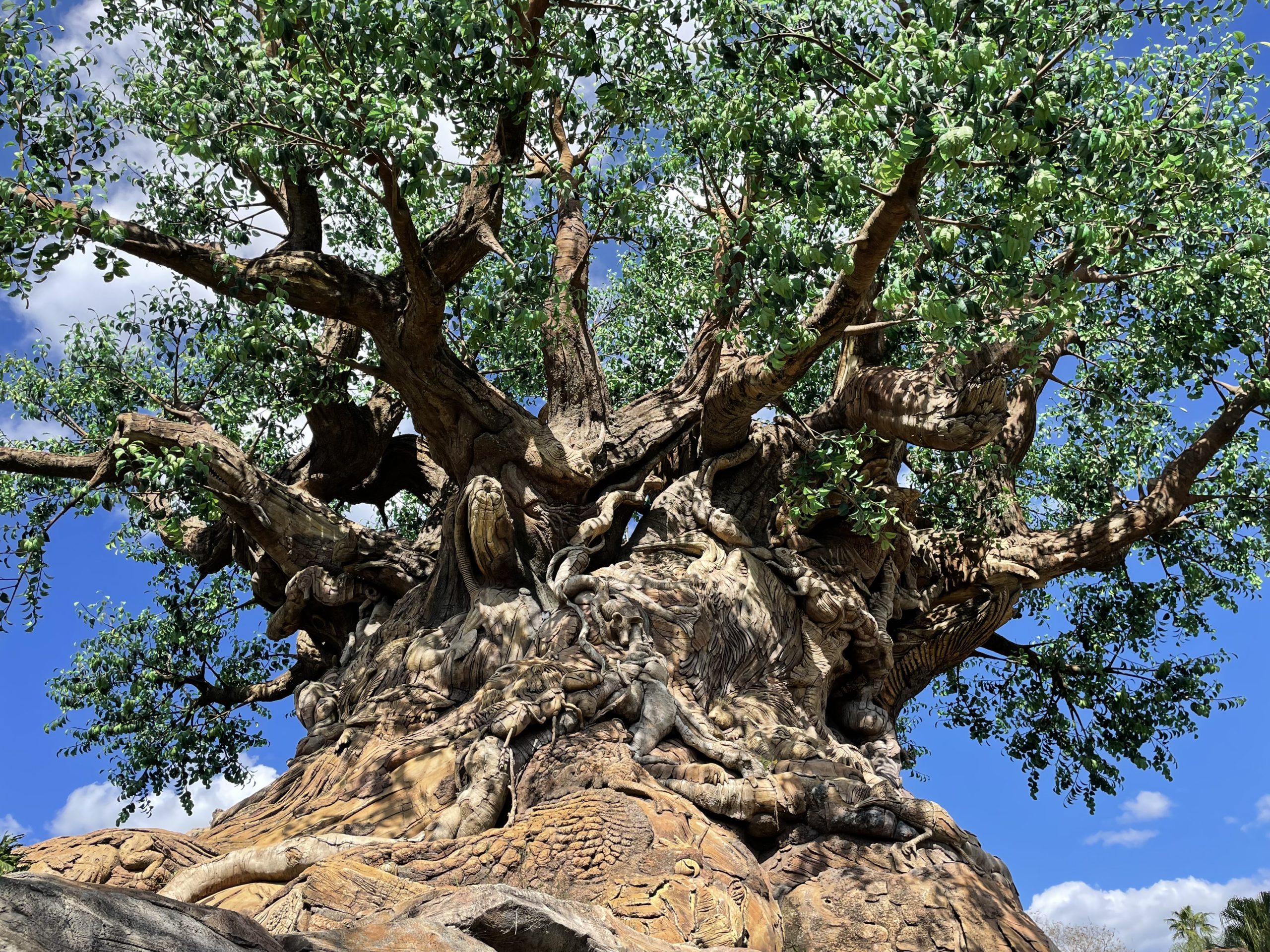 Tree-of-life-closeup-2272022