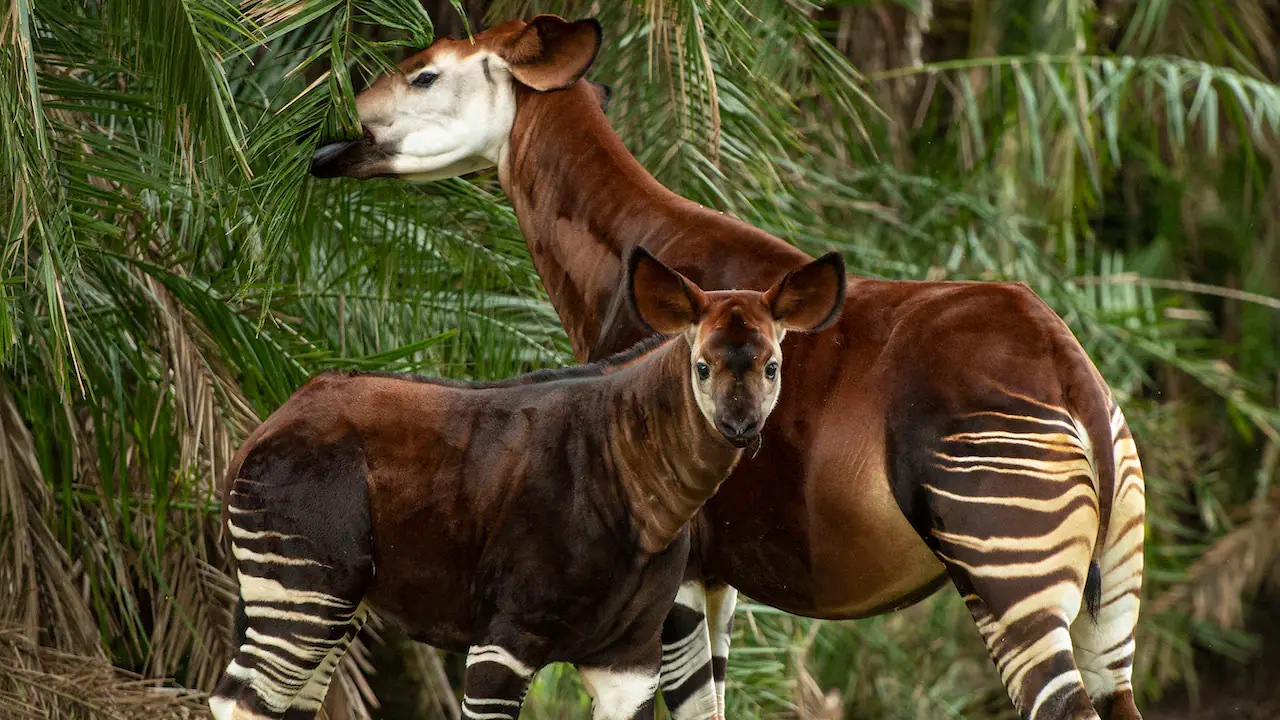 Beni the Okapi with mom Olivia