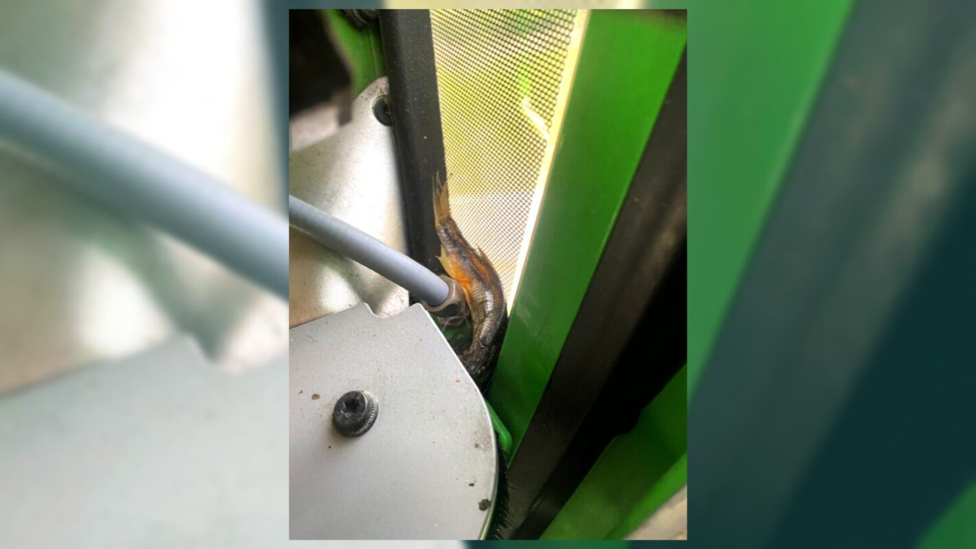 Disney Skyliner Fish