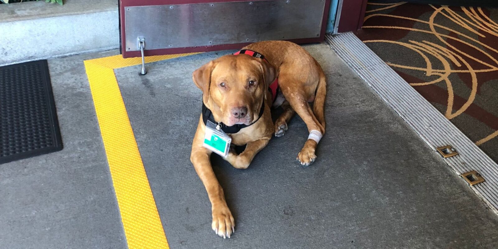 Pluto the service dog