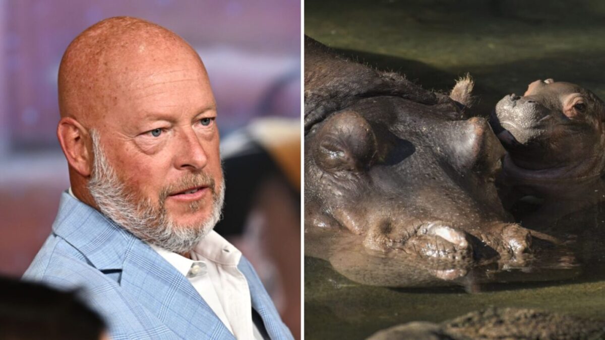 Bob Chapek and hippos