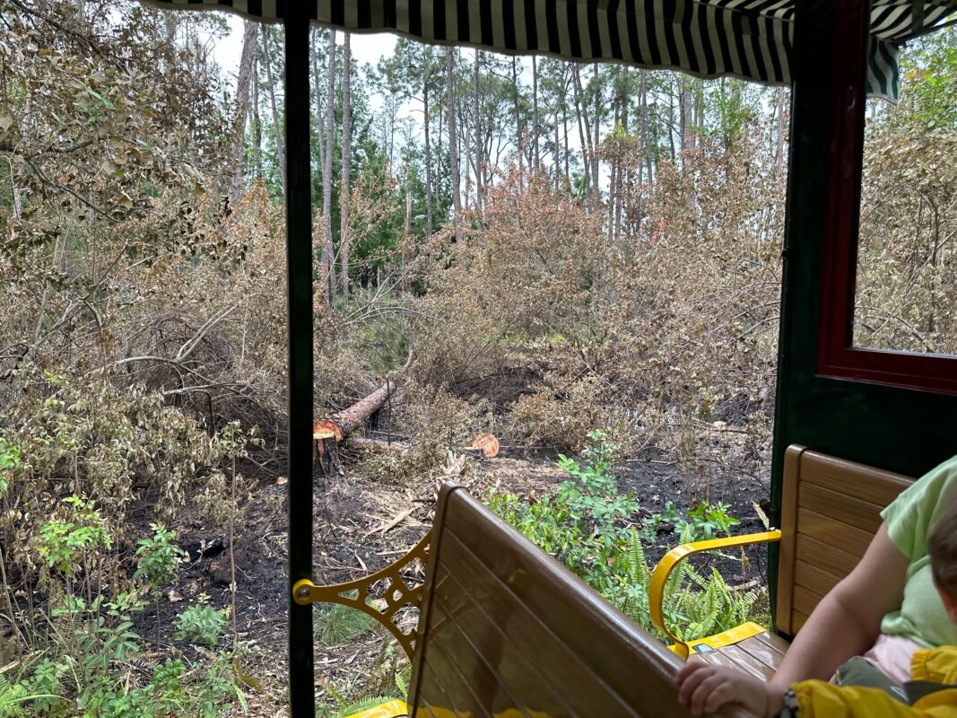Another angle of the burn site, with tree stumps and ground scorched from the fire.