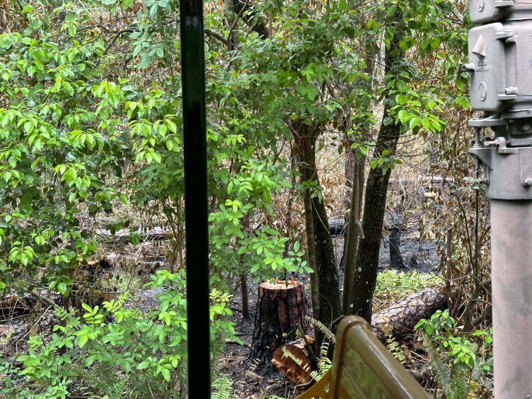 Burn spot in Magic Kingdom woods