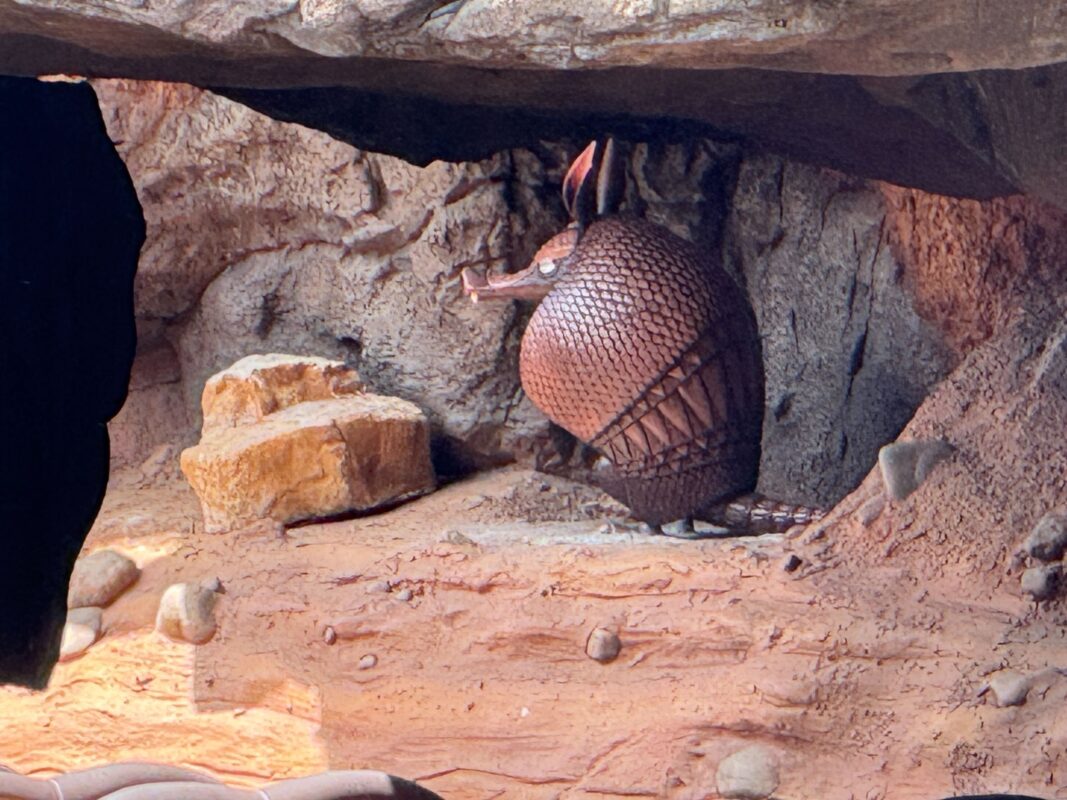 Lari the armadillo figure close up