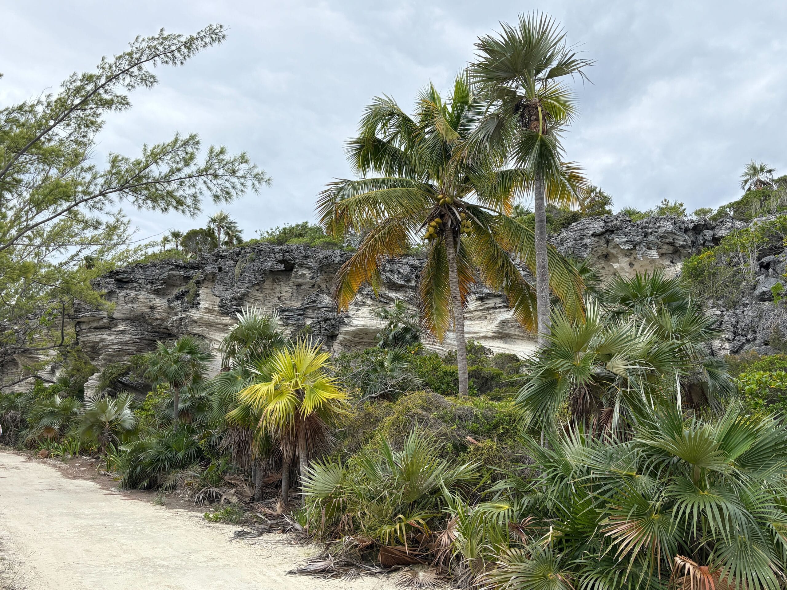 Nature trail on Disney's Lookout Cay at Lighthouse Point island