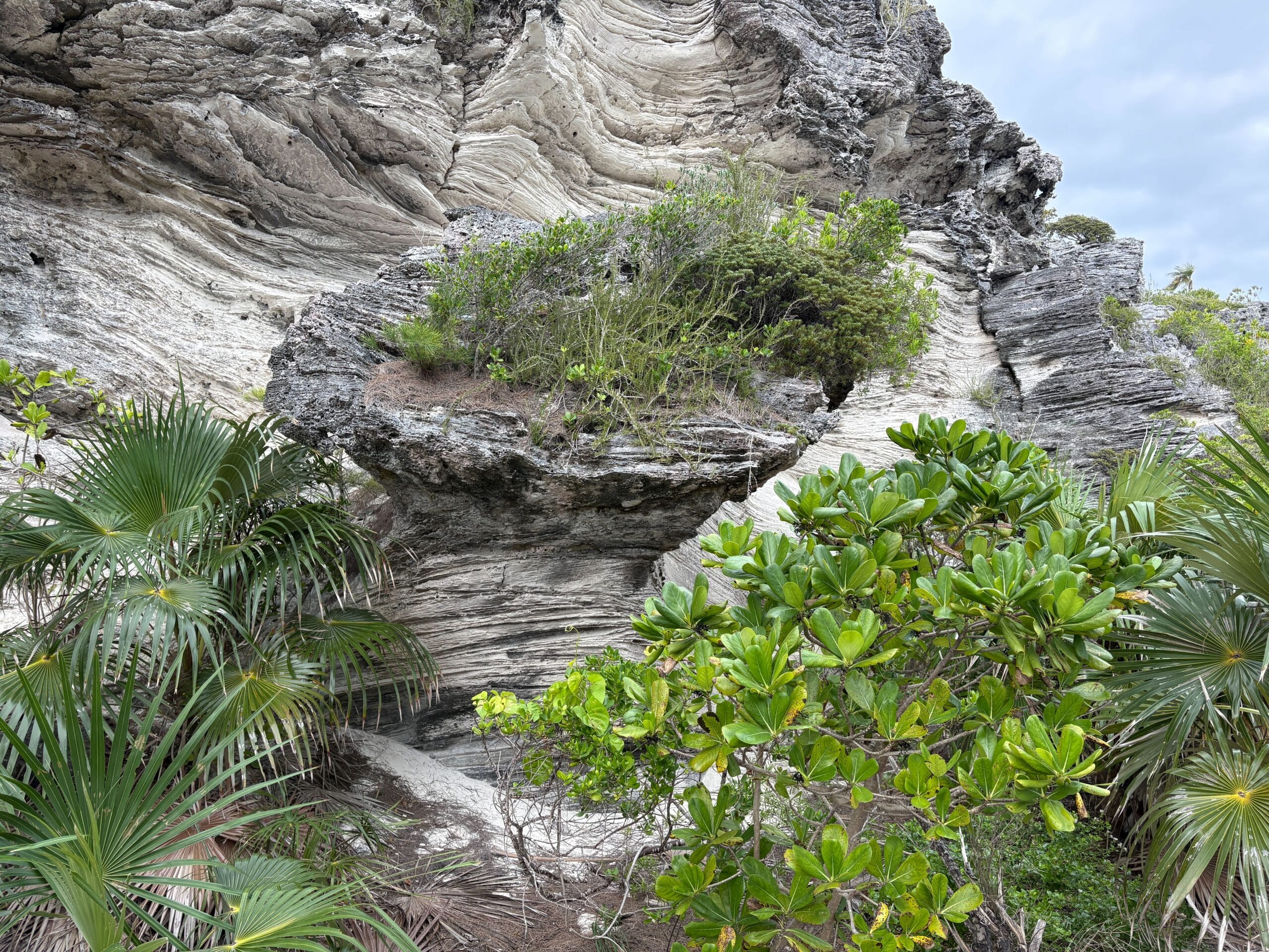 Nature trail on Disney's Lookout Cay at Lighthouse Point island