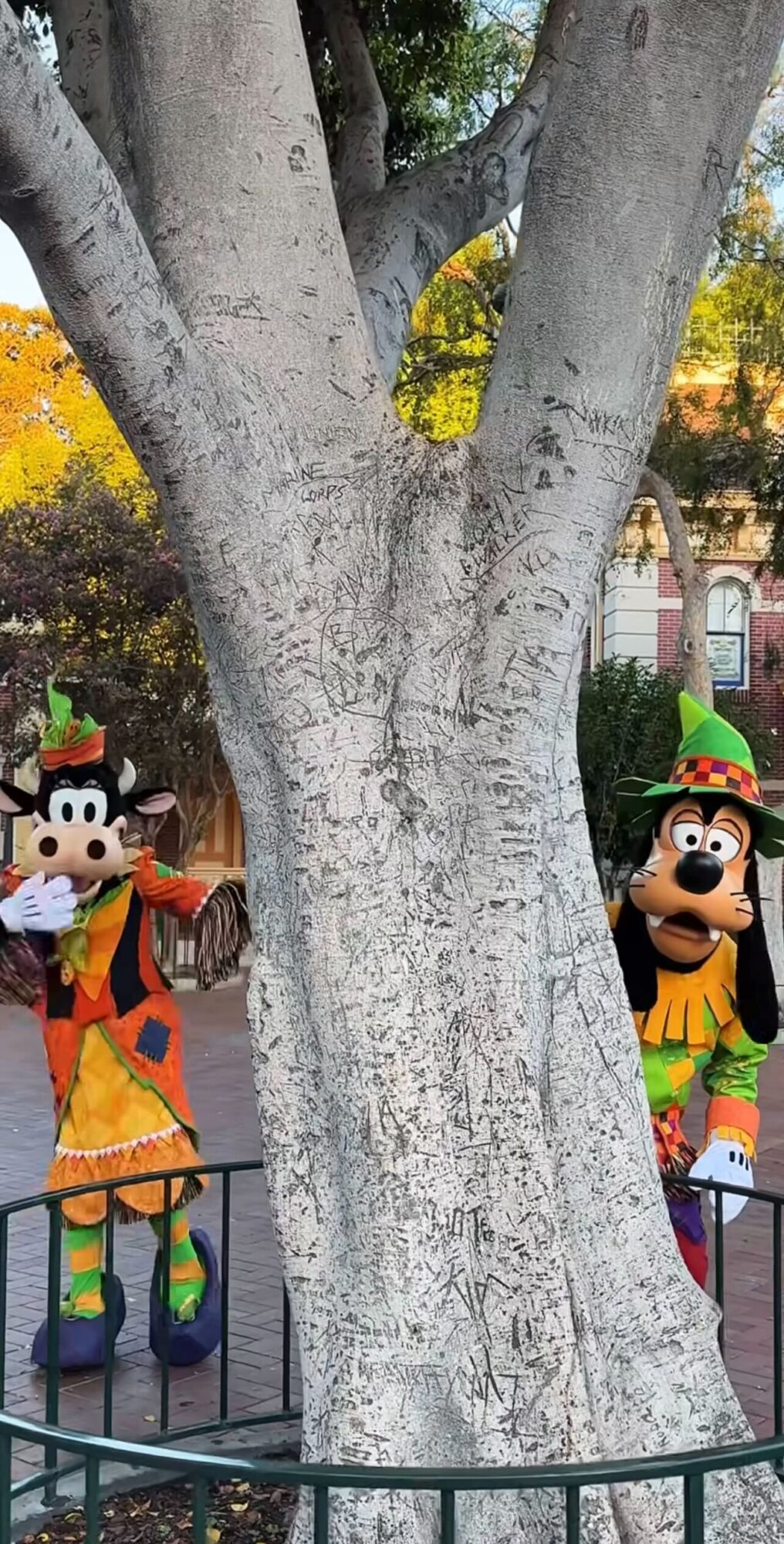 Two costumed characters stand behind a large tree. They are dressed in colorful outfits and hats, appearing to be part of an outdoor event or park setting.